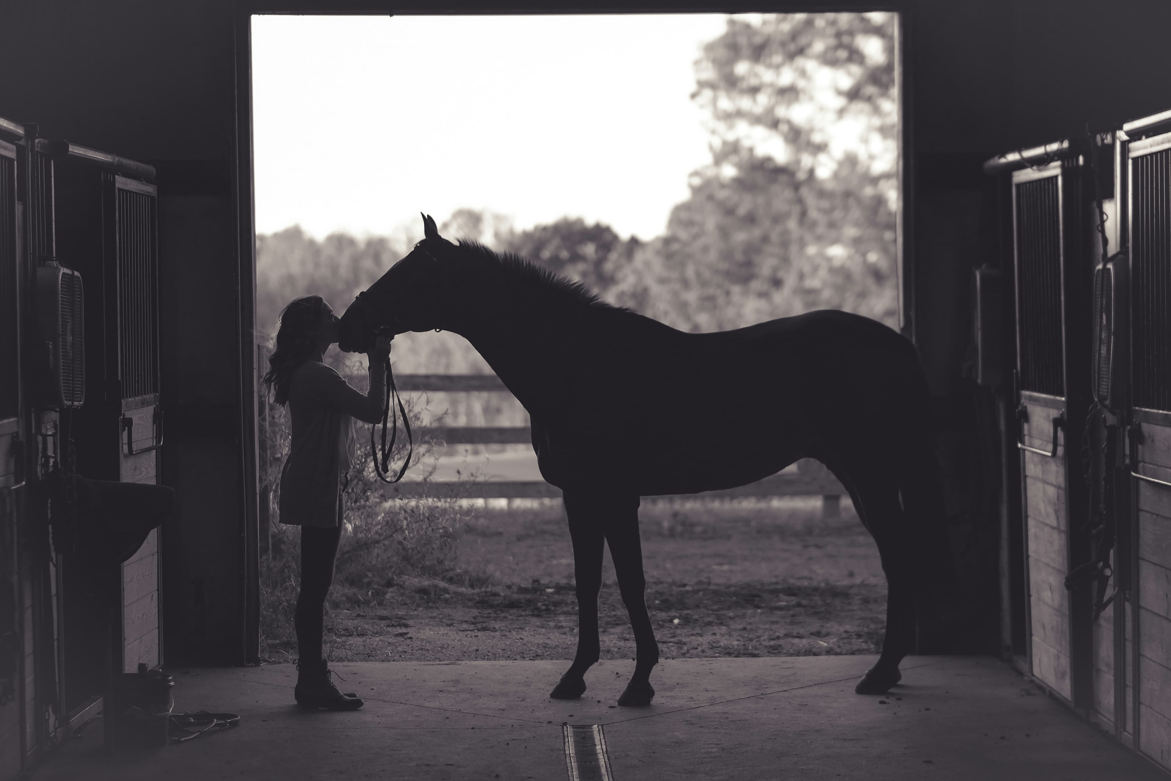 HorseHQ